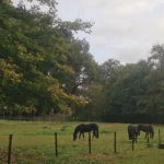 Sommerweide mit Pferden