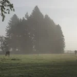 Sommerweide im Nebel mit Pferden
