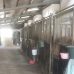 Stallgasse mit Innen und Außenboxen