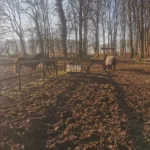 Pferde auf dem Winterpaddock