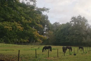 Sommerweide mit Pferden