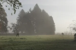 Sommerweide im Nebel mit Pferden