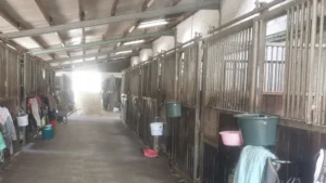Stallgasse mit Innen und Außenboxen