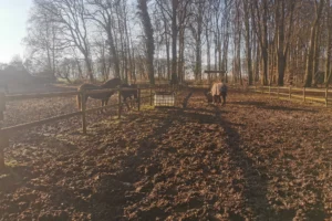 Pferde auf dem Winterpaddock